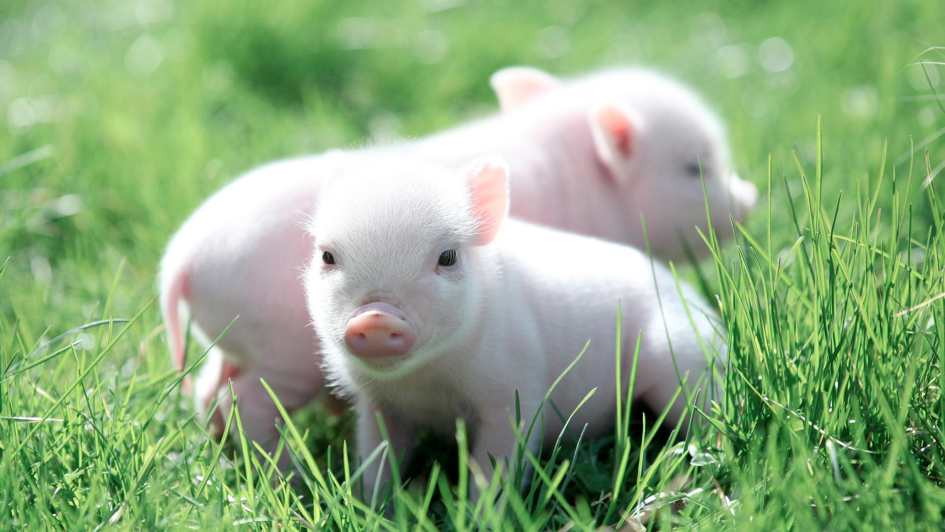 Baby Pigs